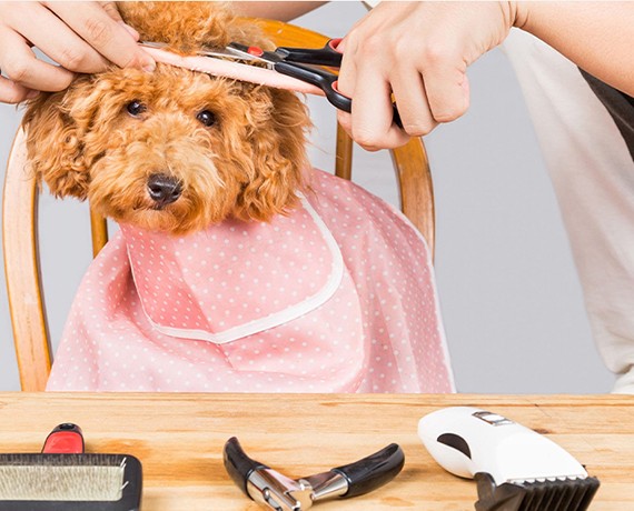 Pet cleaning and grooming